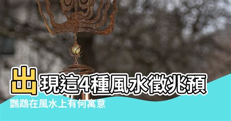 鸚鵡風水|【鸚鵡什麼風水】出現這4種風水徵兆預示家有喜事 